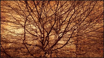 springtree / bare tree - converted to sepia, overlay