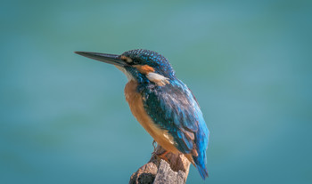 Kingfisher / ***