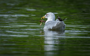 Ring-billed Gull with snack / ***