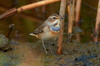 Blaukehlchen / ***