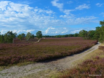 Fischbeker Heide Hamburg / ***