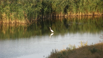 Reiher / ***