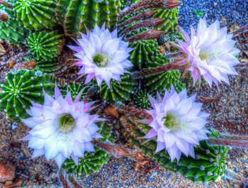 FLOR / La flor del cactus