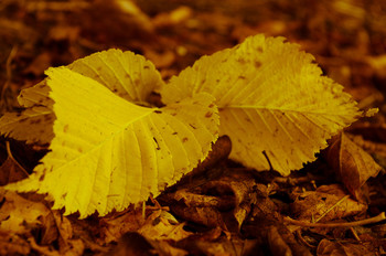 Goldener Herbst / ***
