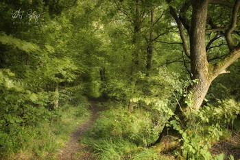 Ende oder Anfang? Wer weiß! Vielleicht ist es deine Entscheidung... / Ein Waldweg