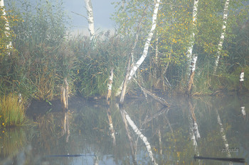 Waldlandschaft / ***