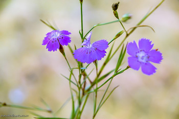 Herbstblumen / ...