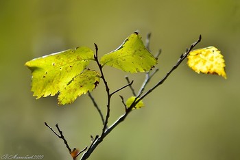 Herbst / ...