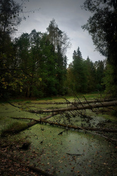 Overgrown Teich / ***