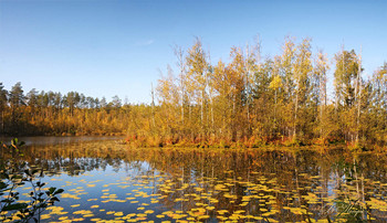 Goldener Herbst / ***