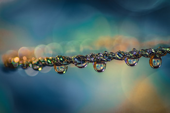 Carrusel de gotas. / Fotografía macro realizada en estudio casero.