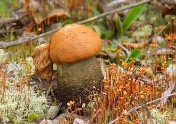 Orange-Schutzkappe Boletus / ***