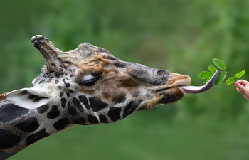 Giraffe / Fütterung
