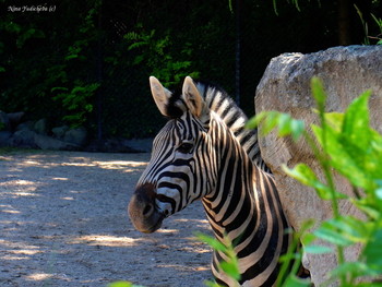 Zebra / ***