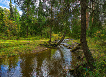 Forest River / ***