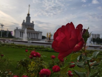 Rose / ***