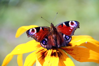 Butterfly Beauty / ***