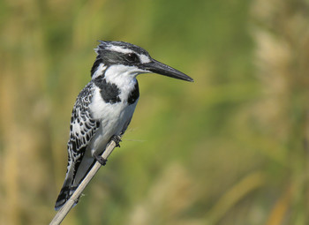 Little Pied Kingfisher / ***