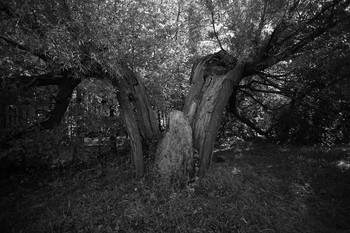 Old tree in the Sokolniki park / ***