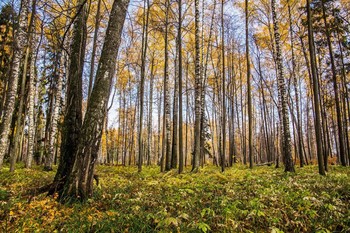 Herbstwald / ***