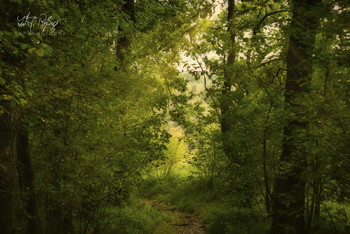 Tief in den Wäldern... / Ein Wald im beginnenden Herbst