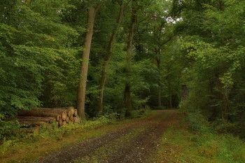 in den herbstlichen Wald / ***