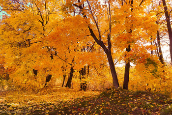 Goldenen Farben des Herbstes / ...