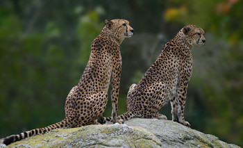 Gepard / Gepard am Aussichtsplatz
