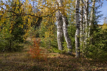 Herbst im Wald / ***