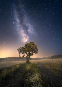 Prince of Darkness / From a field not far from where I live - Ringerike, Norway.