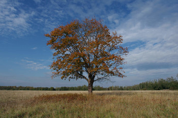 Herbstsonate / ***