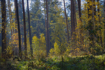 Wald im September / ***