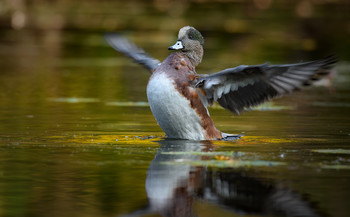 American Wigeon (male) ~ Fall migration 2020 / ***