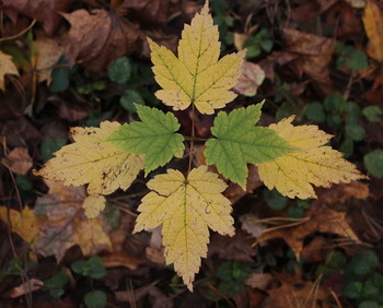 Herbst Kaleidoskop / ***