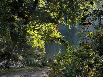 Herbstlicht / ein Sonnenstrahl erreicht einen Teil der alten Buche an meinem Weg