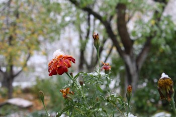 Der erste Schnee / ...