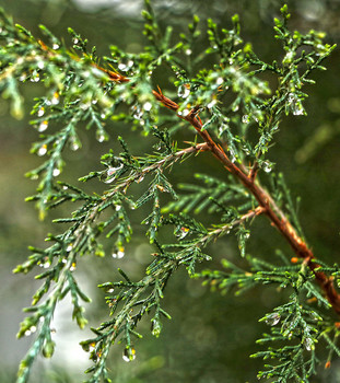 Nach dem Regen / ***