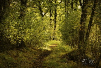 In einem alten Wald... / Ein alter Wald im Herbst