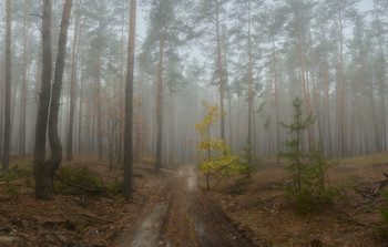 Morgen in einem Kiefernwald / ***