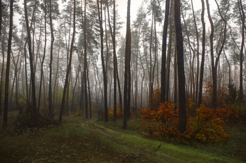 Im Wald / ***