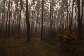 in den herbstlichen Wald / ***