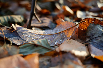 allen Farben des Herbstes / ***