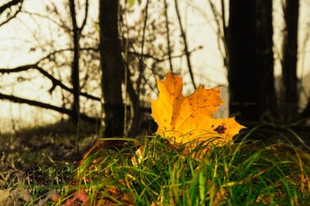 allen Farben des Herbstes / ***