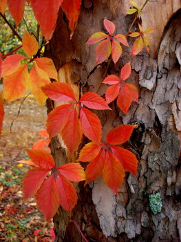 allen Farben des Herbstes / ***