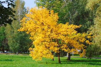 allen Farben des Herbstes / ***