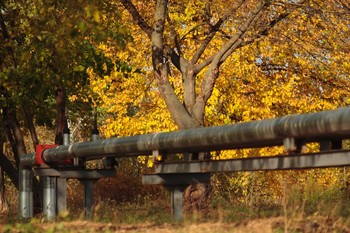allen Farben des Herbstes / ***