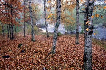 allen Farben des Herbstes / ***