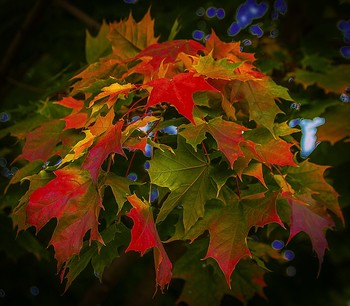 allen Farben des Herbstes / https://imgur.com/IRfJNgC
https://imgur.com/Eb0z0Aq
https://imgur.com/XGzznQ5
https://imgur.com/fVW5Vor
https://imgur.com/wSfBh4N