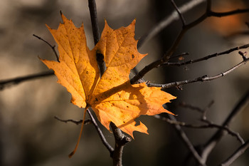 Herbst ... / ***