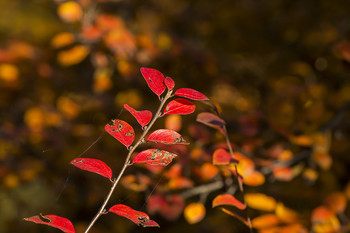 allen Farben des Herbstes / ***